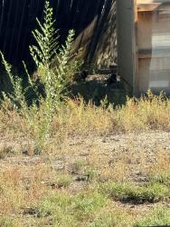 Found/Stray Unknown Cat last seen Near Ruskin Pl N, Colorado Springs, CO 80910