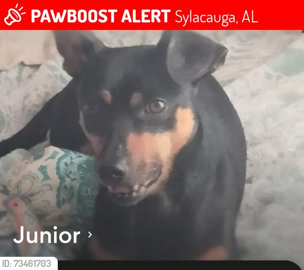 Lost Male Dog last seen Mobile home trailer park registered service dog believed to be dumped by friend who was watching him to stop from breeding, Sylacauga, AL 35151