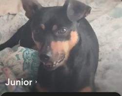 Lost Male Dog last seen Mobile home trailer park registered service dog believed to be dumped by friend who was watching him to stop from breeding, Sylacauga, AL 35151