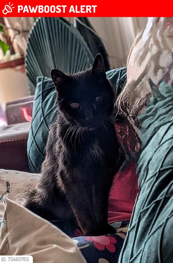 Lost Male Cat last seen Caerphilly, Caerphilly County Borough, Wales CF83 2SD