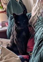 Lost Male Cat last seen Caerphilly, Caerphilly County Borough, Wales CF83 2SD