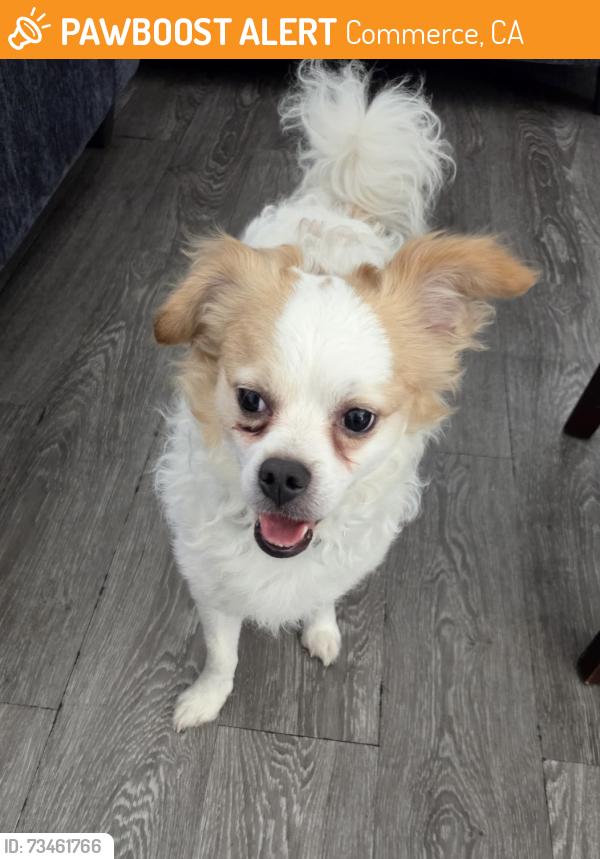 Found/Stray Male Dog last seen Whittier Blvd & Downey Rd, Commerce, CA 90023
