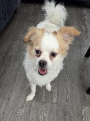 Found/Stray Male Dog last seen Whittier Blvd & Downey Rd, Commerce, CA 90023
