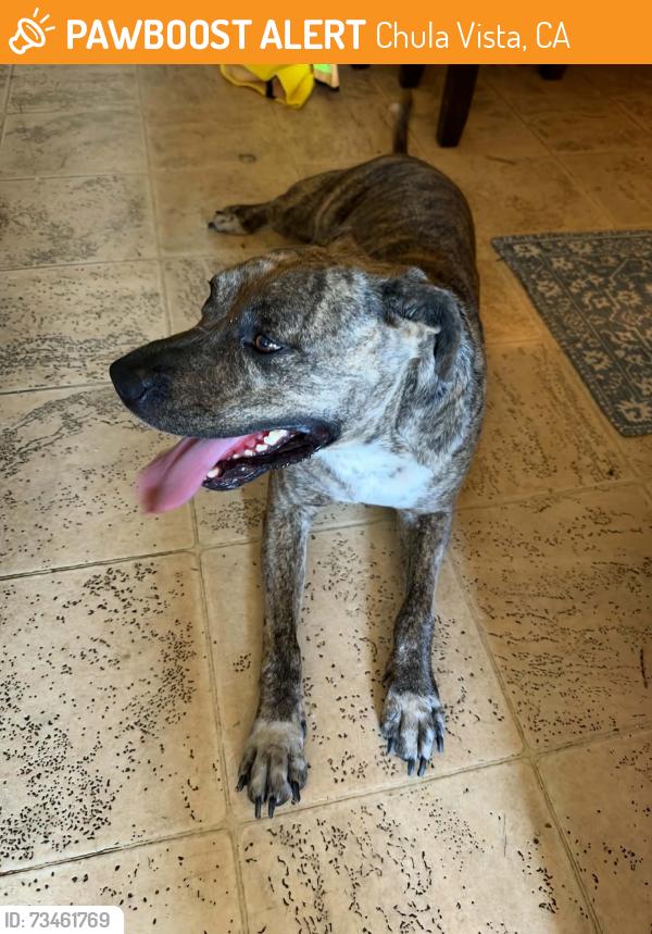 Found/Stray Male Dog last seen Tobias and Plymouth ct, Chula Vista, CA 91911