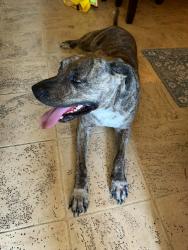 Found/Stray Male Dog last seen Tobias and Plymouth ct, Chula Vista, CA 91911