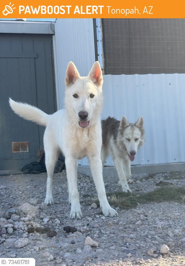 Found/Stray Female Dog last seen Dobbins and 331 ave, Tonopah, AZ 85354