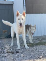 Found/Stray Female Dog last seen Dobbins and 331 ave, Tonopah, AZ 85354
