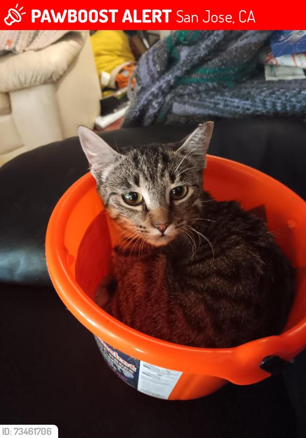 Lost Female Cat last seen Senter rd & Baltic way going down the road is a gas station and a u-haul, San Jose, CA 95112