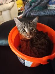 Lost Female Cat last seen Senter rd & Baltic way going down the road is a gas station and a u-haul, San Jose, CA 95112