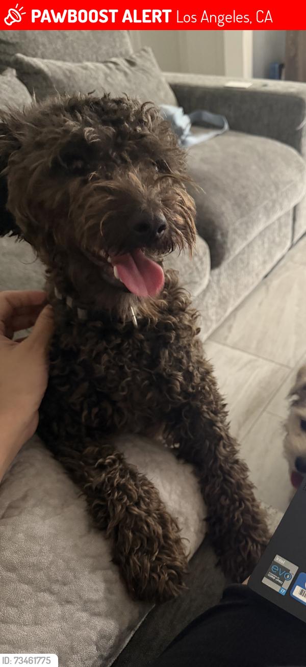 Lost Male Dog last seen Near S Record Ave, Los Angeles, CA 90023, Los Angeles, CA 90023