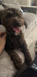 Lost Male Dog last seen Near S Record Ave, Los Angeles, CA 90023, Los Angeles, CA 90023
