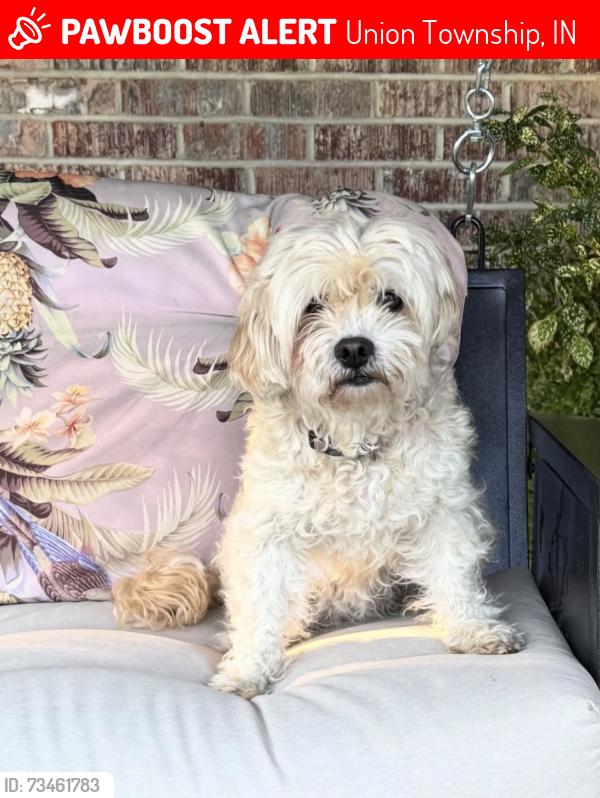 Lost Female Dog last seen County Rd 350 N and County Line, Union Township, IN 46385