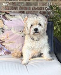 Lost Female Dog last seen County Rd 350 N and County Line, Union Township, IN 46385