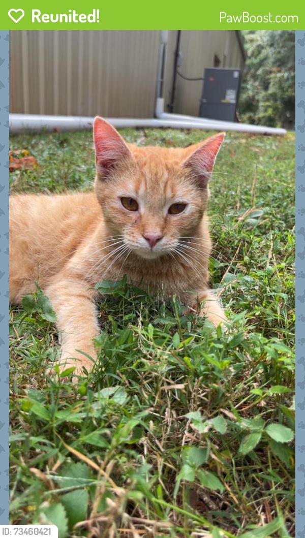 Reunited Male Cat last seen Startown carpet, and flooring in conover, North Carolina, Conover, NC 28613