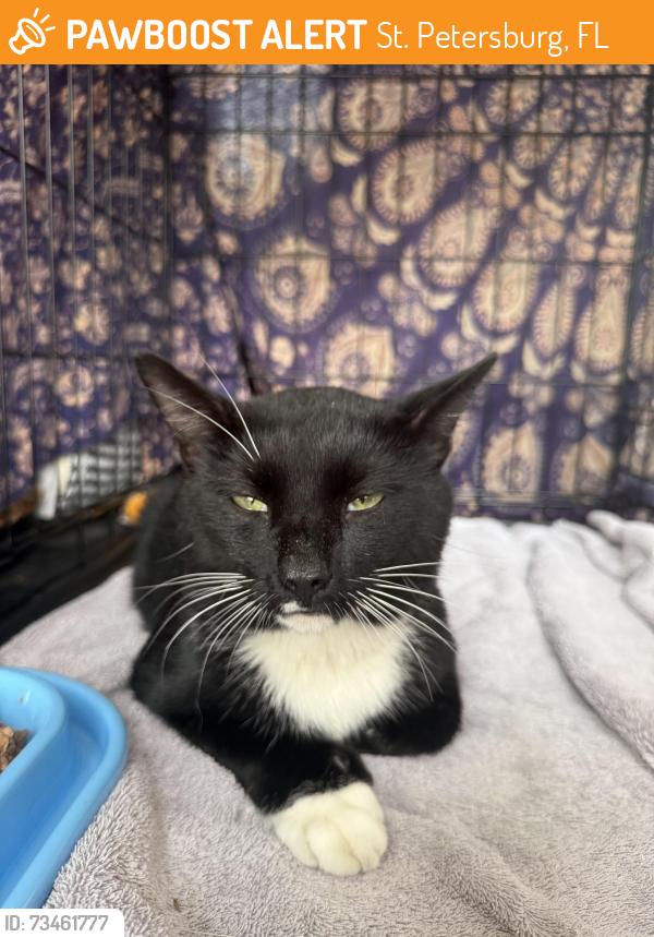 Found/Stray Male Cat last seen St Pete Athletic Club, St. Petersburg, FL 33701