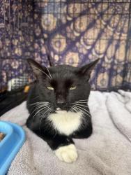 Found/Stray Male Cat last seen St Pete Athletic Club, St. Petersburg, FL 33701