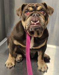 Shelter Stray Female Dog last seen S Frankwood Ave & E Adams Ave, Reedley Zone Fresno CO 4 93654, CA, 1510 W Dan Ronquillo Dr, Fresno, CA 93706, USA