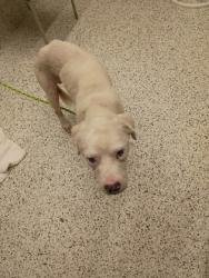 Shelter Stray Male Dog last seen Cascade rd, South Fulton, GA, 1251 Fulton Industrial Blvd NW, Atlanta, GA 30336, USA