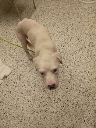 Shelter Stray Male Dog last seen Cascade rd, South Fulton, GA, 1251 Fulton Industrial Blvd NW, Atlanta, GA 30336, USA