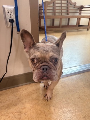 Shelter Stray Male Dog last seen Windy Meadow Dr, Cedar Hill, TX, 1150 E Pleasant Run Rd, Cedar Hill, TX 75104, USA