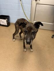 Shelter Stray Male Dog last seen Near Martin Road Stone Mountain, 30088, 30088, GA, 3280 Chamblee Dunwoody Rd, Chamblee, GA 30341, USA