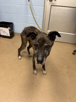 Shelter Stray Male Dog last seen Near Martin Road Stone Mountain, 30088, 30088, GA, 3280 Chamblee Dunwoody Rd, Chamblee, GA 30341, USA
