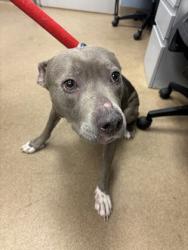 Shelter Stray Female Dog last seen Near Covington Highway, Decatur, GA, 30035, 30035, GA, 3280 Chamblee Dunwoody Rd, Chamblee, GA 30341, USA