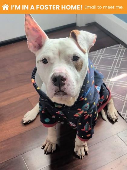Shelter Stray Female Dog last seen Hanover and Reedbird Ave, 21225, MD, 2490 Giles Rd, Baltimore, MD 21225, USA