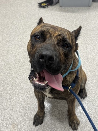 Shelter Stray Male Dog last seen Near Argonne Dr., 21218, MD, 2490 Giles Rd, Baltimore, MD 21225, USA