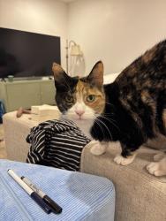 Lost Female Cat last seen North Dale Tec Center, Saint Paul, MN 55117