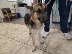 Shelter Stray Male Dog last seen CR 126, GEORGETOWN, City of Georgetown, TX, 1855 SE Inner Loop, Georgetown, TX 78626, USA