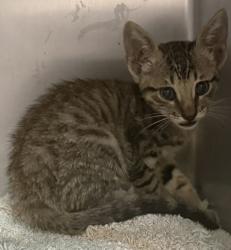 Shelter Stray Male Cat last seen COWPOKE DR, Williamson County, TX, 1855 SE Inner Loop, Georgetown, TX 78626, USA