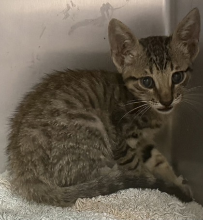 Shelter Stray Male Cat last seen COWPOKE DR, Williamson County, TX, 1855 SE Inner Loop, Georgetown, TX 78626, USA