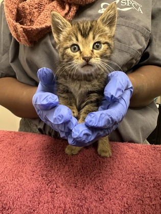 Shelter Stray Female Cat last seen 16th at X street, City of Sacramento, CA, 6201 Florin Perkins Rd, Sacramento, CA 95828, USA