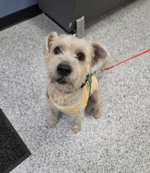 Shelter Stray Male Dog last seen Near Mission Creek, Zone 2, TX, 8755 Farm to Market 1516, Converse, TX 78109, USA