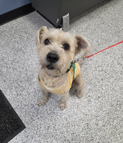 Shelter Stray Male Dog last seen Near Mission Creek, Zone 2, TX, 8755 Farm to Market 1516, Converse, TX 78109, USA