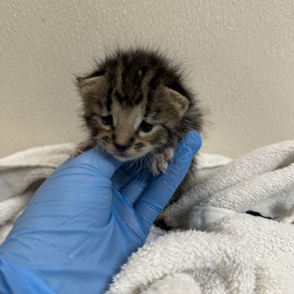 Shelter Stray Female Cat last seen Cottage Ln and Holleman Dr, City of College Station, TX, 5359 Leonard Rd, Bryan, TX 77807, USA