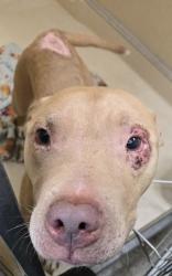 Shelter Stray Male Dog last seen Near Pleasant Ave, Hamilton, OH, 1820 Princeton Rd, Hamilton, OH 45011, USA