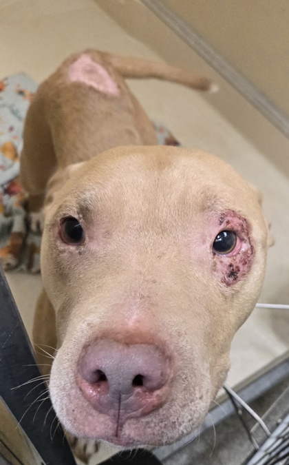 Shelter Stray Male Dog last seen Near Pleasant Ave, Hamilton, OH, 1820 Princeton Rd, Hamilton, OH 45011, USA
