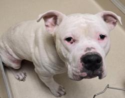 Shelter Stray Male Dog last seen Near Block High Street by BP, Hamilton, OH, 1820 Princeton Rd, Hamilton, OH 45011, USA