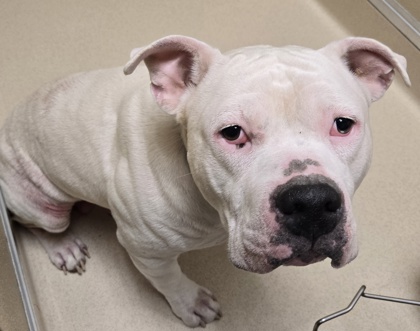 Shelter Stray Male Dog last seen Near Block High Street by BP, Hamilton, OH, 1820 Princeton Rd, Hamilton, OH 45011, USA