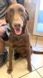 Reunited Male Dog last seen South Torrey Pines and Bullion, Spring Valley, NV 89103