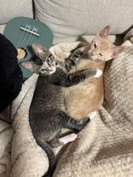 Lost Female Cat last seen Near Skobel homes, Gainesville, FL 32607