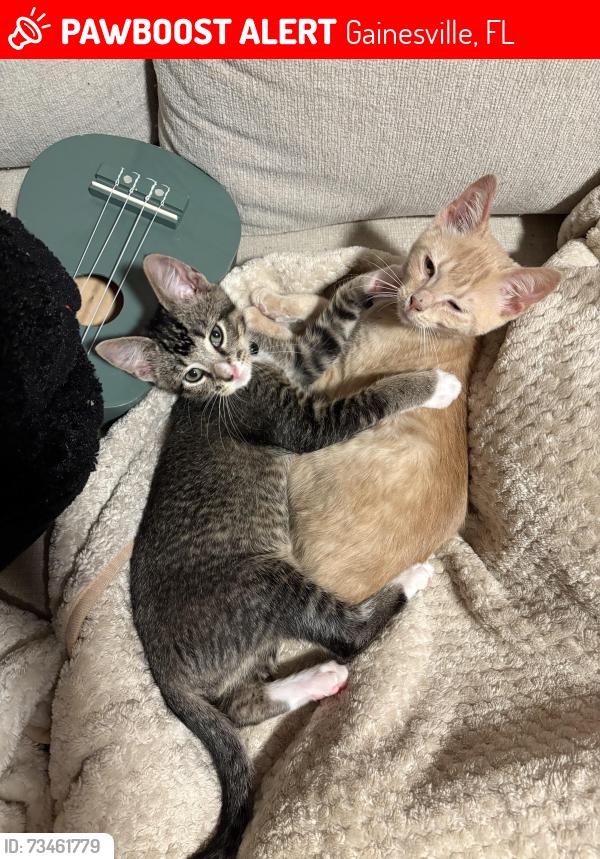 Lost Female Cat last seen Near Skobel homes, Gainesville, FL 32607