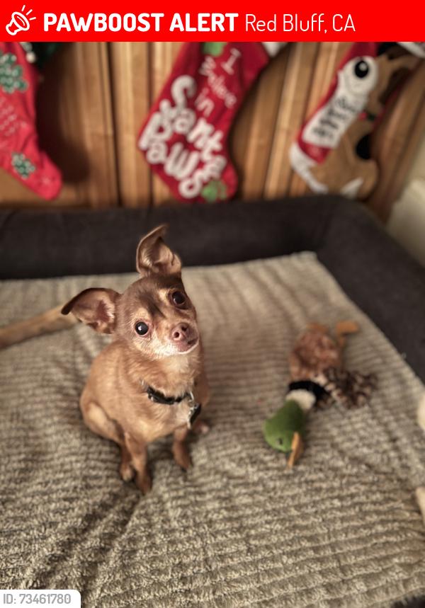 Lost Male Dog last seen Oak street, walnut street, dollar general, Red Bluff, CA 96080