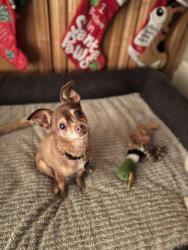 Lost Male Dog last seen Oak street, walnut street, dollar general, Red Bluff, CA 96080