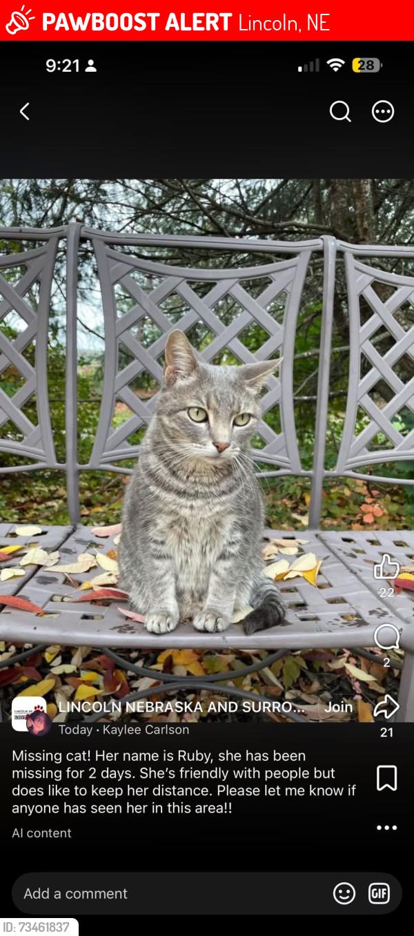 Lost Female Cat last seen Williamsburg, Lincoln, NE 68516