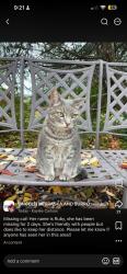 Lost Female Cat last seen Williamsburg, Lincoln, NE 68516