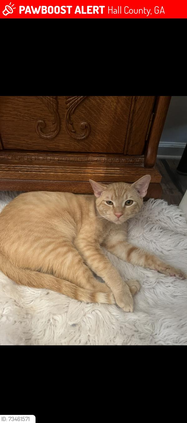 Lost Male Cat last seen McEver Lake Road/Camp Springs Drive/River Elan, Hall County, GA 30507