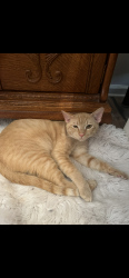 Lost Male Cat last seen McEver Lake Road/Camp Springs Drive/River Elan, Hall County, GA 30507